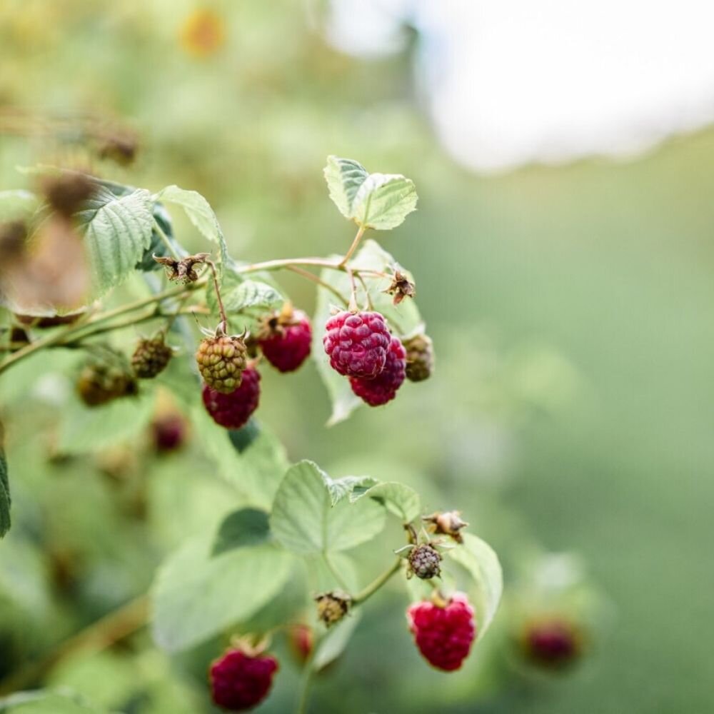fresh raspberries in ecologically conserved fields of western serbian mountains