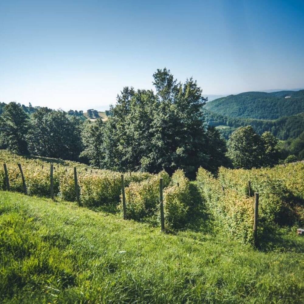 fruit fields of ecologically conserved western serbian-mountains