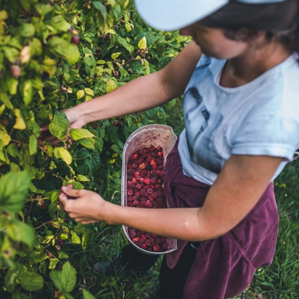 handpicked raspberries from ecologically conserved fields on western serbian mountains