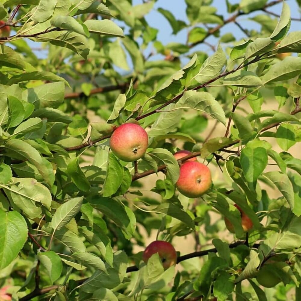 konsberry wild apple