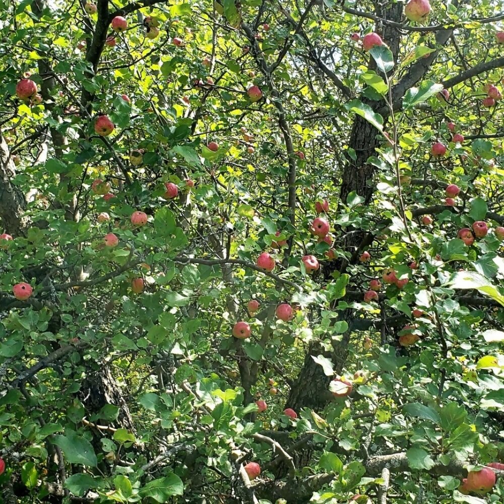 konsberry wild apple