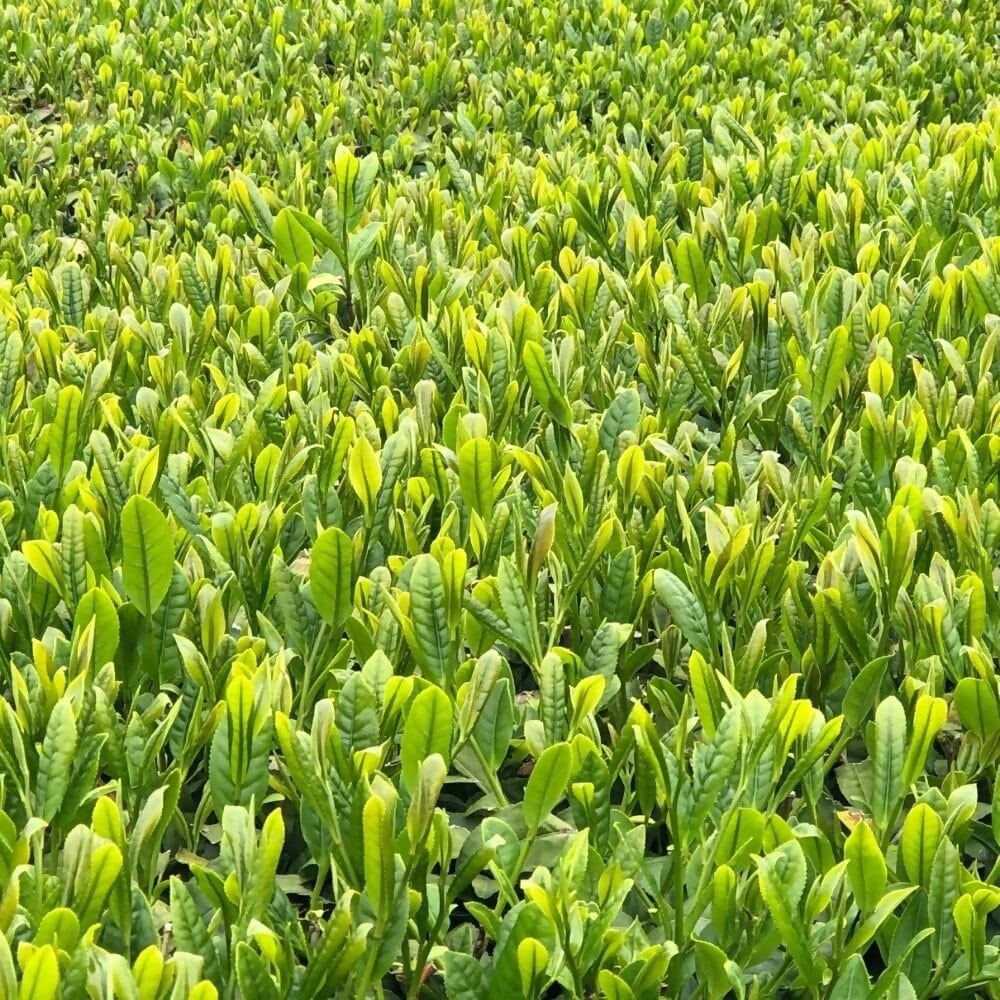 takahashi tea farm