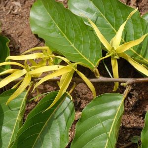 ylang ylang